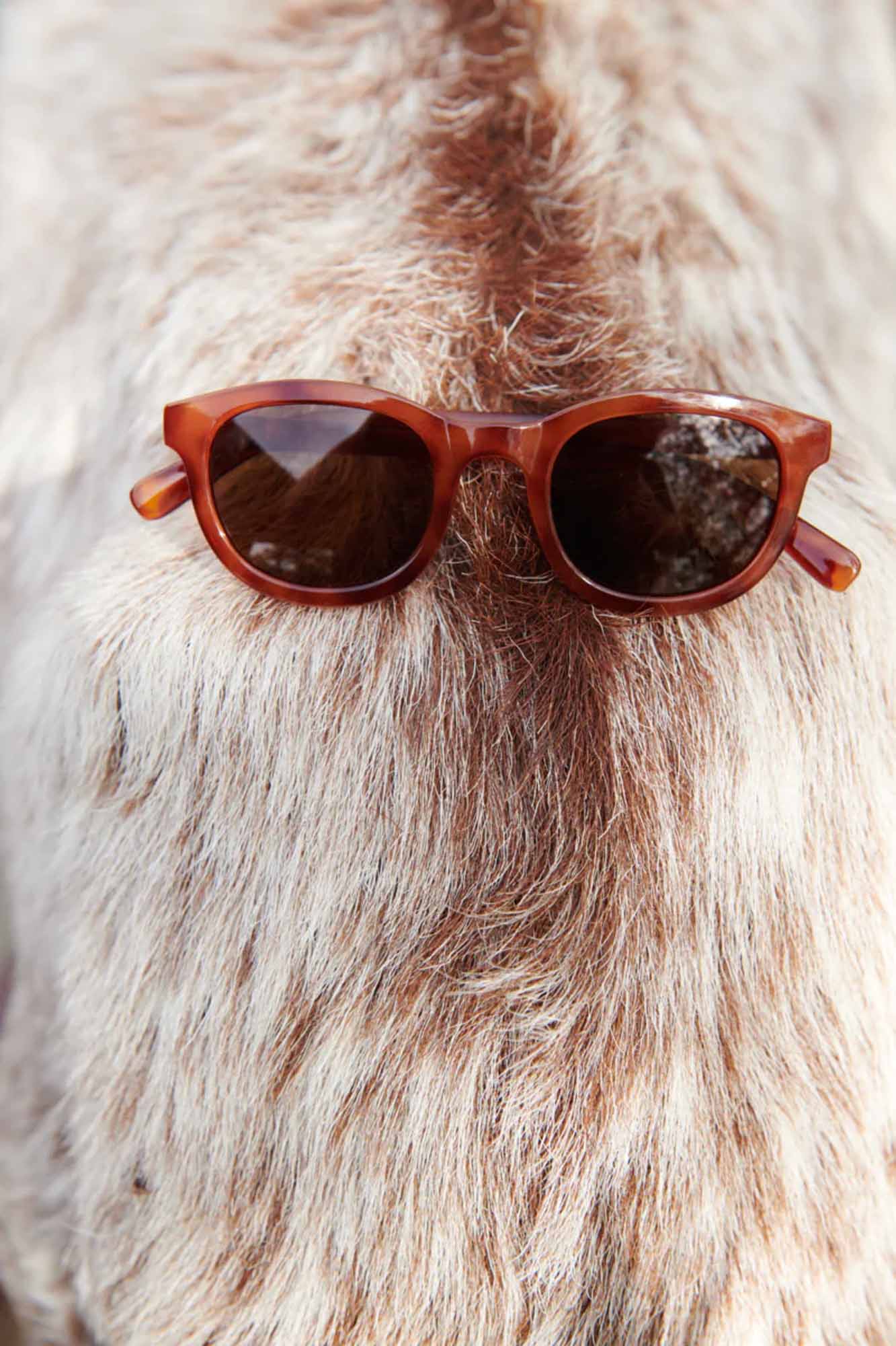 Liewood Ruben Sunglasses Tortoise/Shiny (4-10Y)