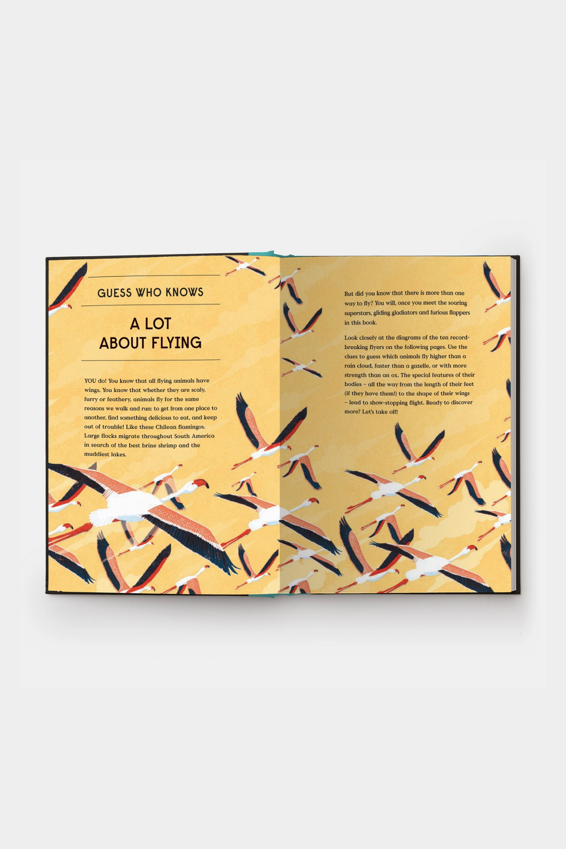 Book of Flight: 10 Record-Breaking Animals with Wings
